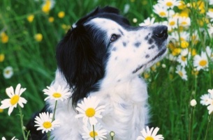 Los-perros-también-tienen-alergia-al-polen